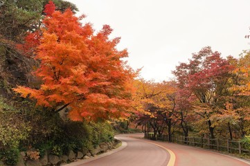 韓国ソウル　秋の南山北側循環路