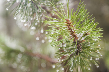 Fir tree branch with water droplets, close-up. Beautiful natural