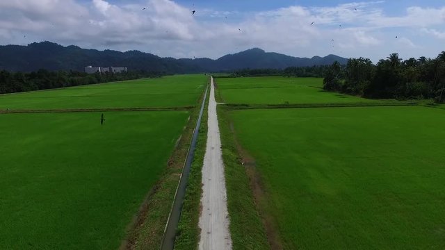 Aerial: Take off from the rice field.