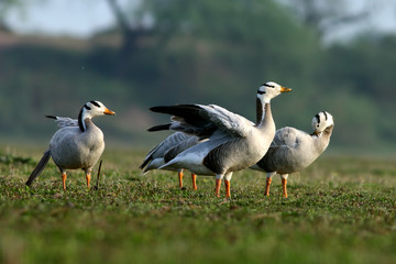 The bar-headed goose (Anser indicus )