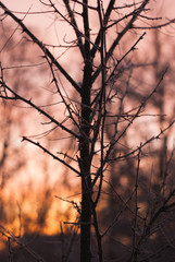 Obraz premium Branches without leaves, thorns, cold winter morning