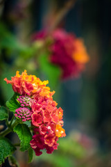 Primula family flower