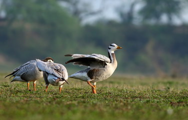 The bar-headed goose (Anser indicus )