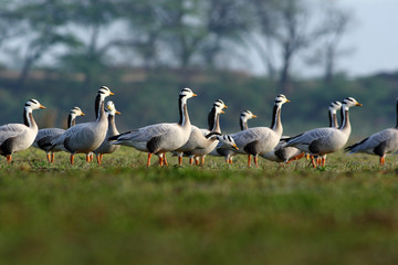 Obraz premium Grassland environment supports bar headed geese feeding without disturbance
