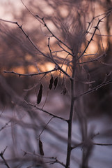 Branches without leaves, thorns, cold winter morning