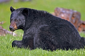 Big male Black Bear sitting in spring meadow, watching