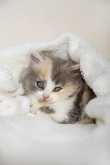 Niedliche 5 Wochen alte Britisch Langhaar Baby Katze hat sich in einer Decke auf einem Sofa versteckt und schaut vorsichtig darunter hervor