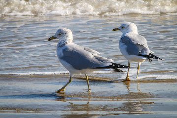Seagulls on Beach 