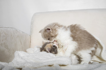 Zwei kleine 5 Wochen alte Katzen Babys spielen miteinander auf einen Sofa