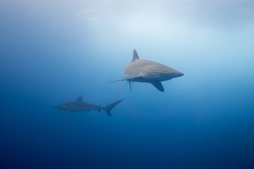 Fototapeta na wymiar Silky Shark Malpelo