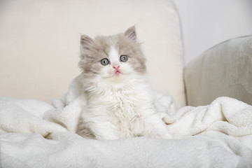 Fototapeta na wymiar Kleine 5 Wochen alte Babykatze sitzt auf einen Sessel in eine Decke gekuschelt.