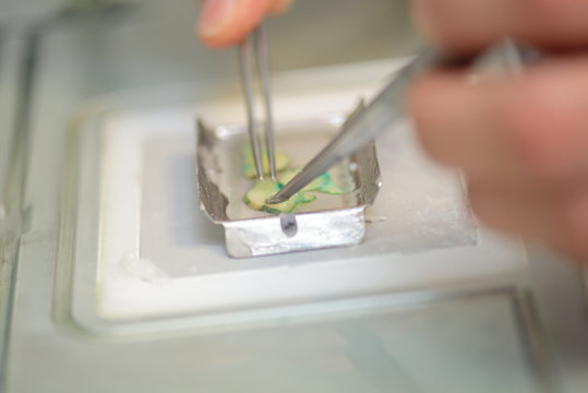 Tweezers picking up medical sample
