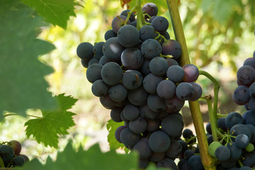 Bunches of grapes on a bush in the garden.