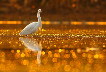 Naklejka premium Egret in pond of Bokeh /Taken at sunrise