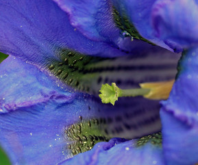 Blauer Enzian