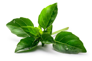 Fine verde basil, clipping paths