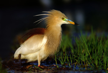 Indian pond heron