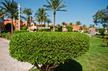 Fototapeta na wymiar Bush background palms of garden of resort