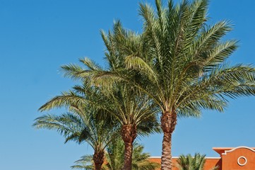 The tops of palm trees background blue sky