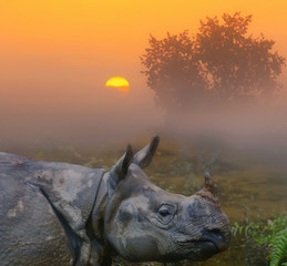 Rhinoceros close up in fog against dawn.