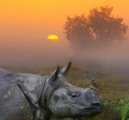 Fototapete Nashorn Rhinoceros close up in fog against dawn.