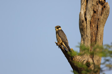 Eurasian hobby (Falco subbuteo)