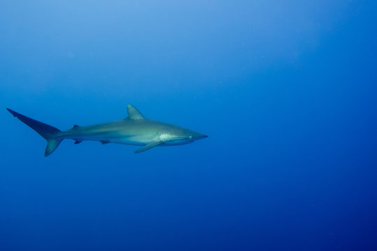 Silky Shark Malpelo