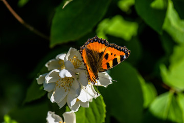 Fototapeta na wymiar Butterfly on a jasmine