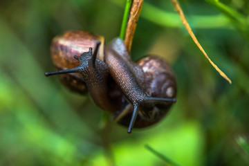 Snail