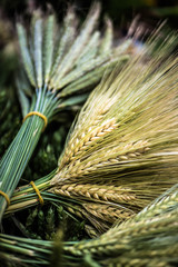 Wheat, summers solstice