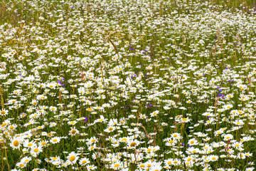 daisy field