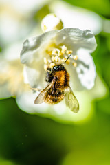 Bee in the flower