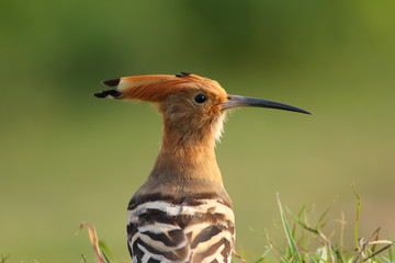 Hoopoe The hoopoe is a colorful bird