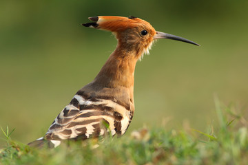Hoopoe, Upupa epops,