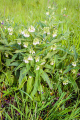 Fototapeta na wymiar White flowering common comfrey plant from close
