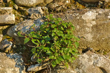 Parietaria officinalis