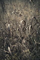 dry blade of grass in winter autumn field