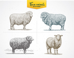Set of images - sheep in graphic style, vector illustration drawn by hand.