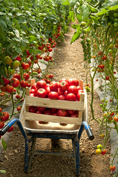 harvest of tomatoes in the garden