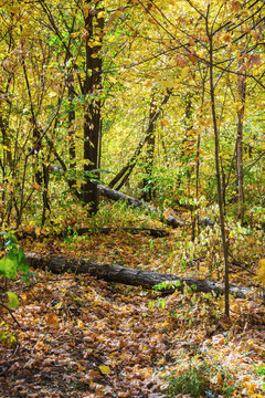 Pathway in autumn forest © arbalest