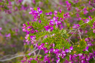 polygala myrtifolia blossom