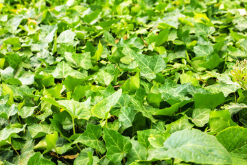 many green leaves of ivy, the garden landscape
