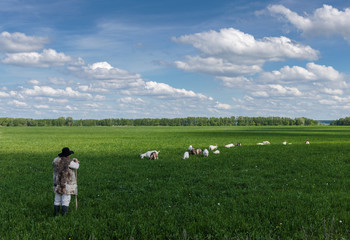 Shepherd and herd of goats on a pasture
