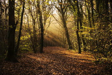 misty woodland path, callington, cornwall, uk