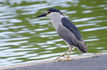 A male black crowned night heron walks near water
