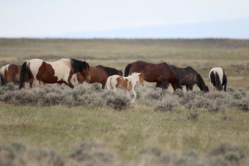 Wild Mustangs of McCullough Peaks Wyoming
