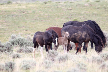 Naklejka na ściany i meble Wild Mustangs of McCullough Peaks Wyoming