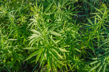 plantation with green bushes of marijuana