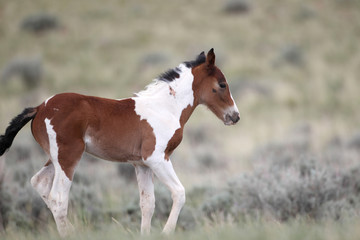 Naklejka na ściany i meble Wild Mustangs of McCullough Peaks Wyoming