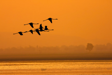 Greater Flamingo ( Phoenicopterus roseus) 